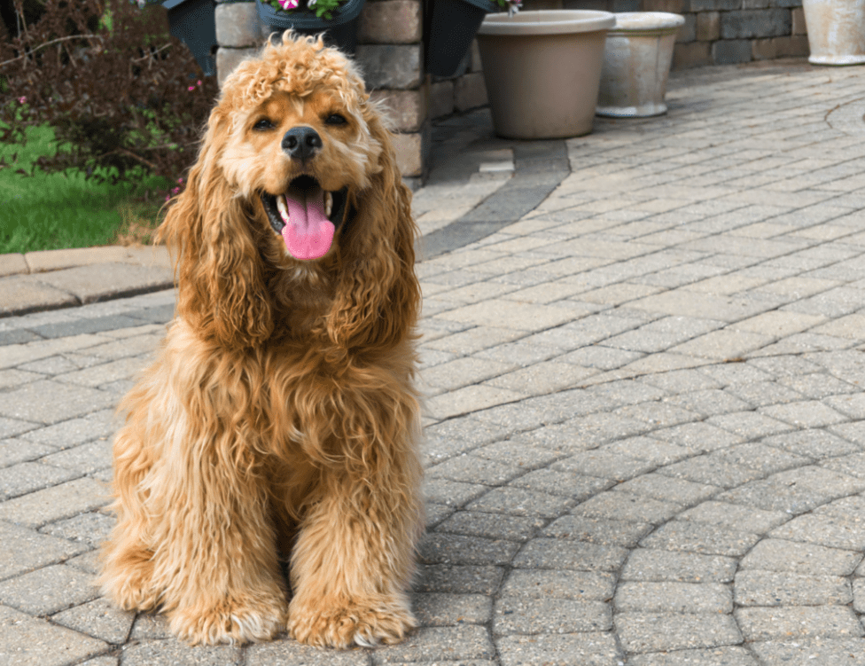 Protecting Paws from Hot Pavement and Other Heat Conducting Surfaces