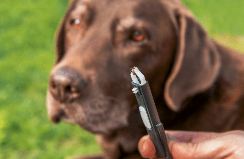 Understanding Lyme Disease and Tick Bites