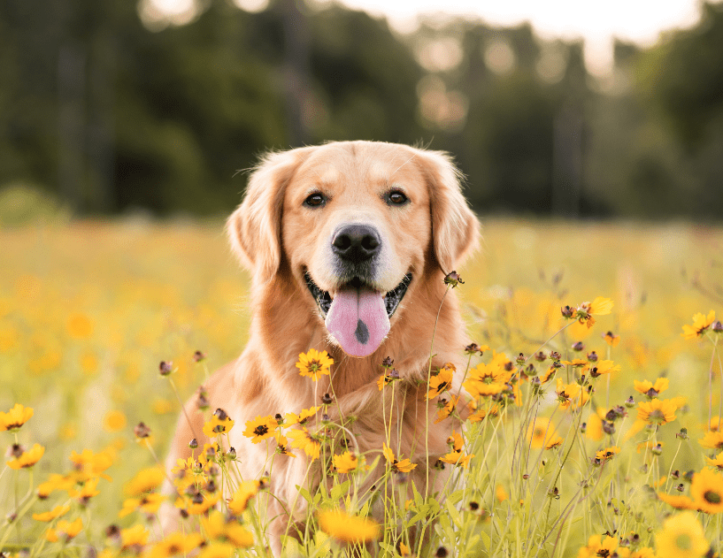Flea and Tick Season is Here How to Keep Your Dog Protected