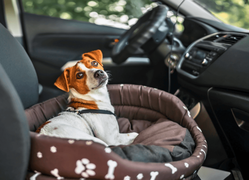 Road Trip Ready? Traveling Safely with Your Dog This Summer