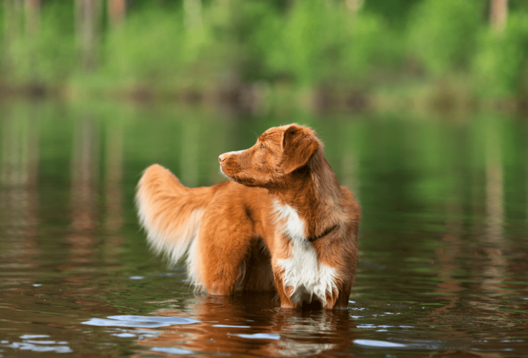 Toxic Algae and Summer Swimming Hazards