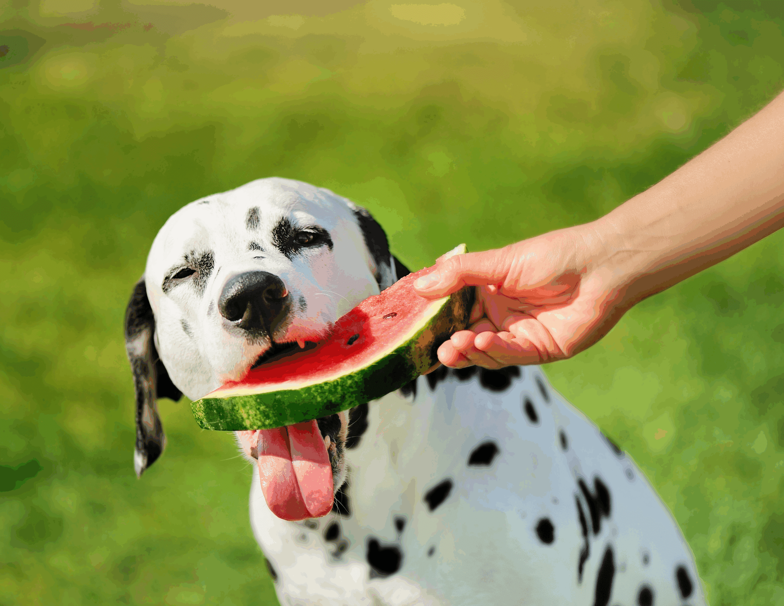 Watch What Your Dog Eats This Summer