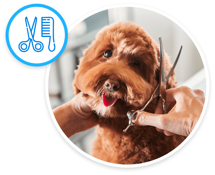 Mobile Spa & Grooming