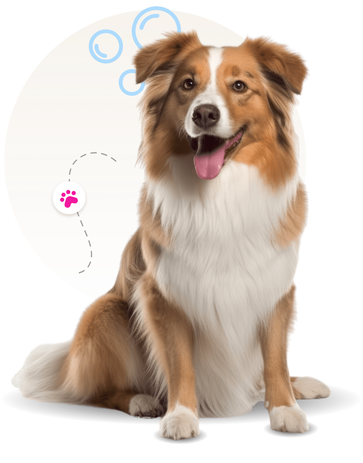 dog groomer mobile Hampton, Yorktown, and Williamsburg