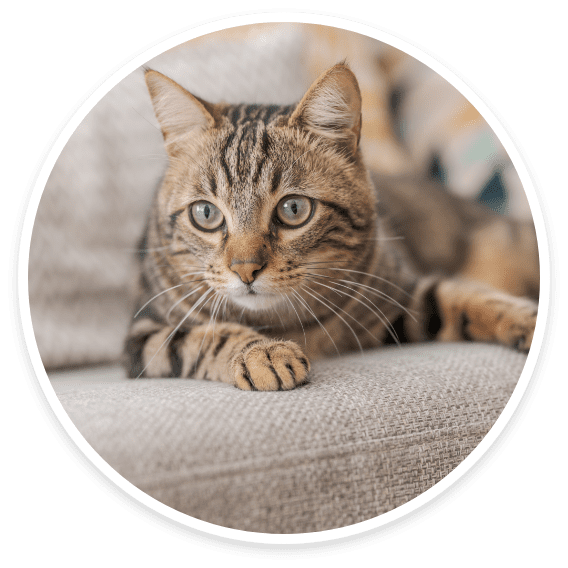 Domestic Long Hair / Short Hair