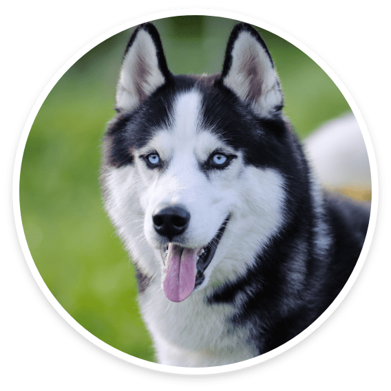 German Shepherds, Huskies, Akitas