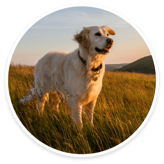 Labradors & Golden Retrievers