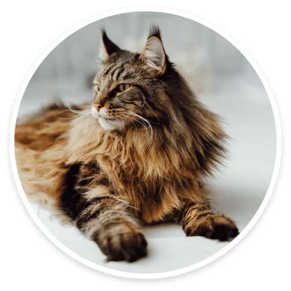 Maine Coon