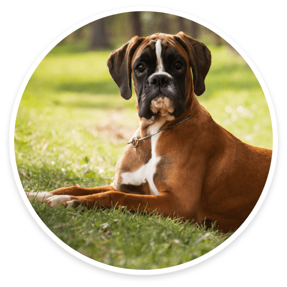 Pit Bulls, Boxers & Short-Hairs