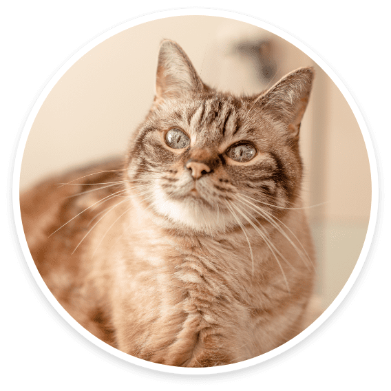 Seniors & Nervous Cats