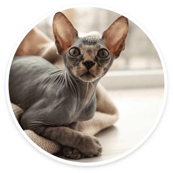 Sphynx