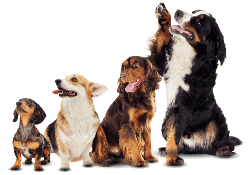 professional groomers