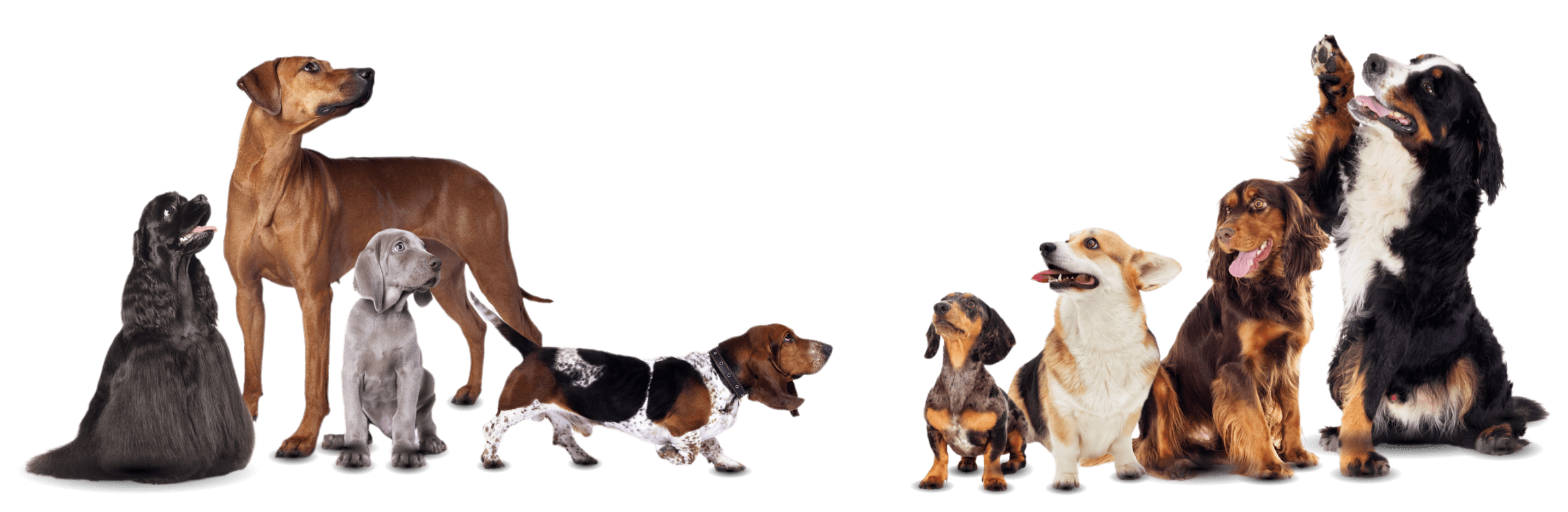 professional groomers