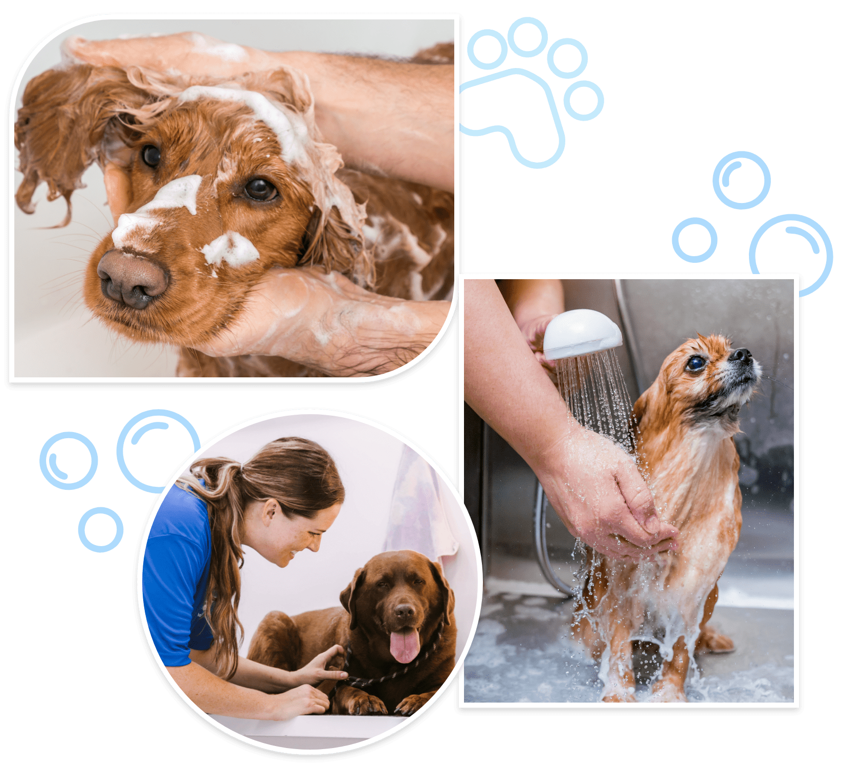 dog wash mobile in Newport News