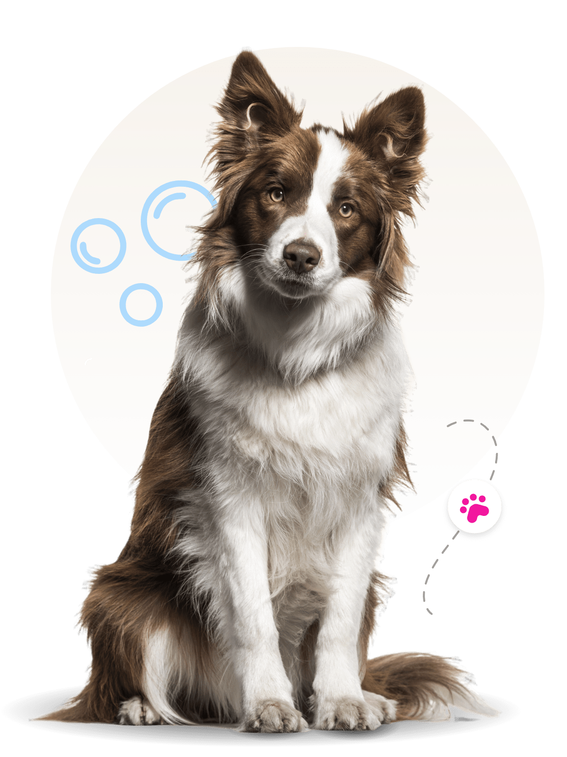 dog wash near me Newport News