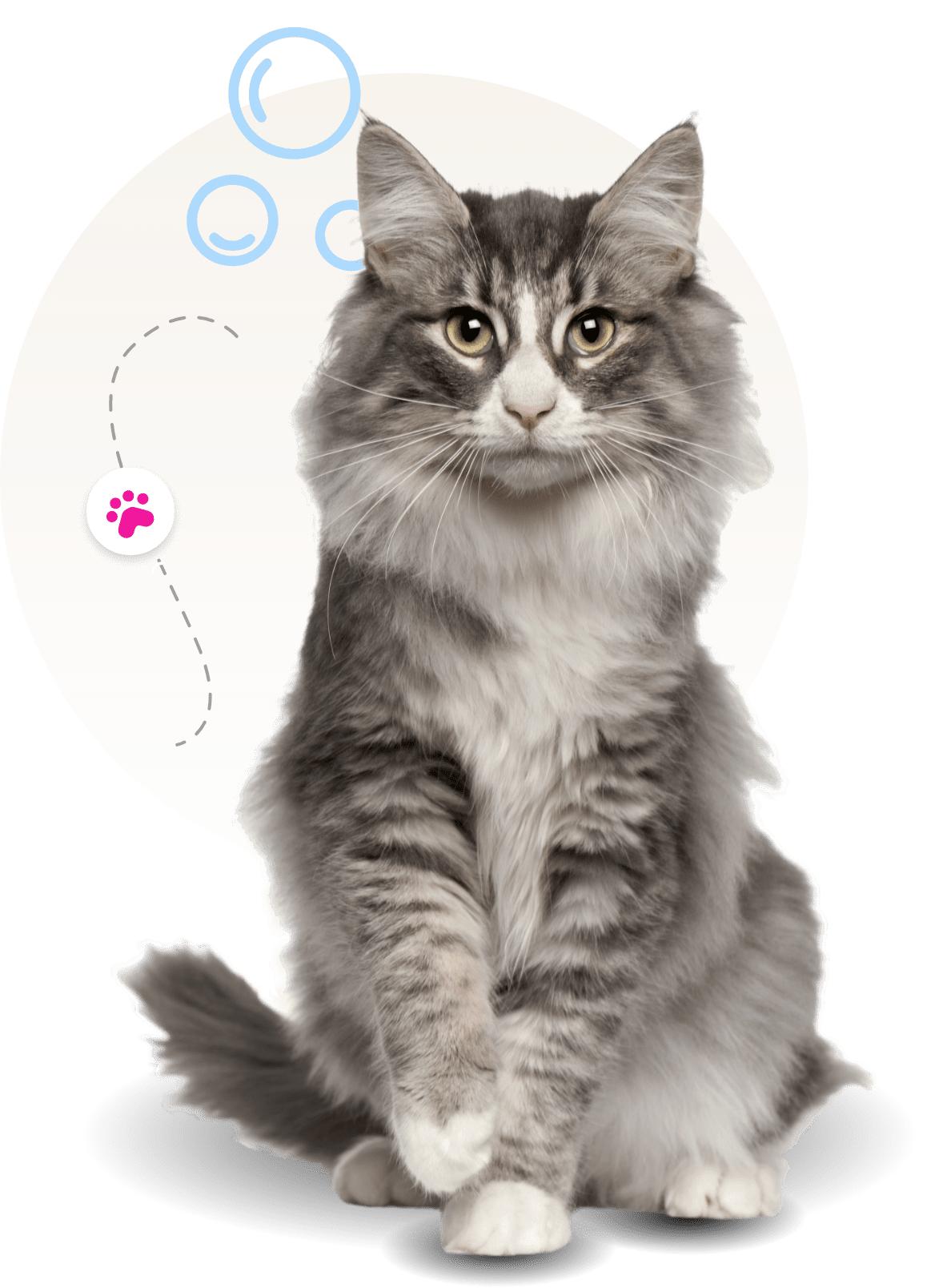 persian cat grooming Newport News