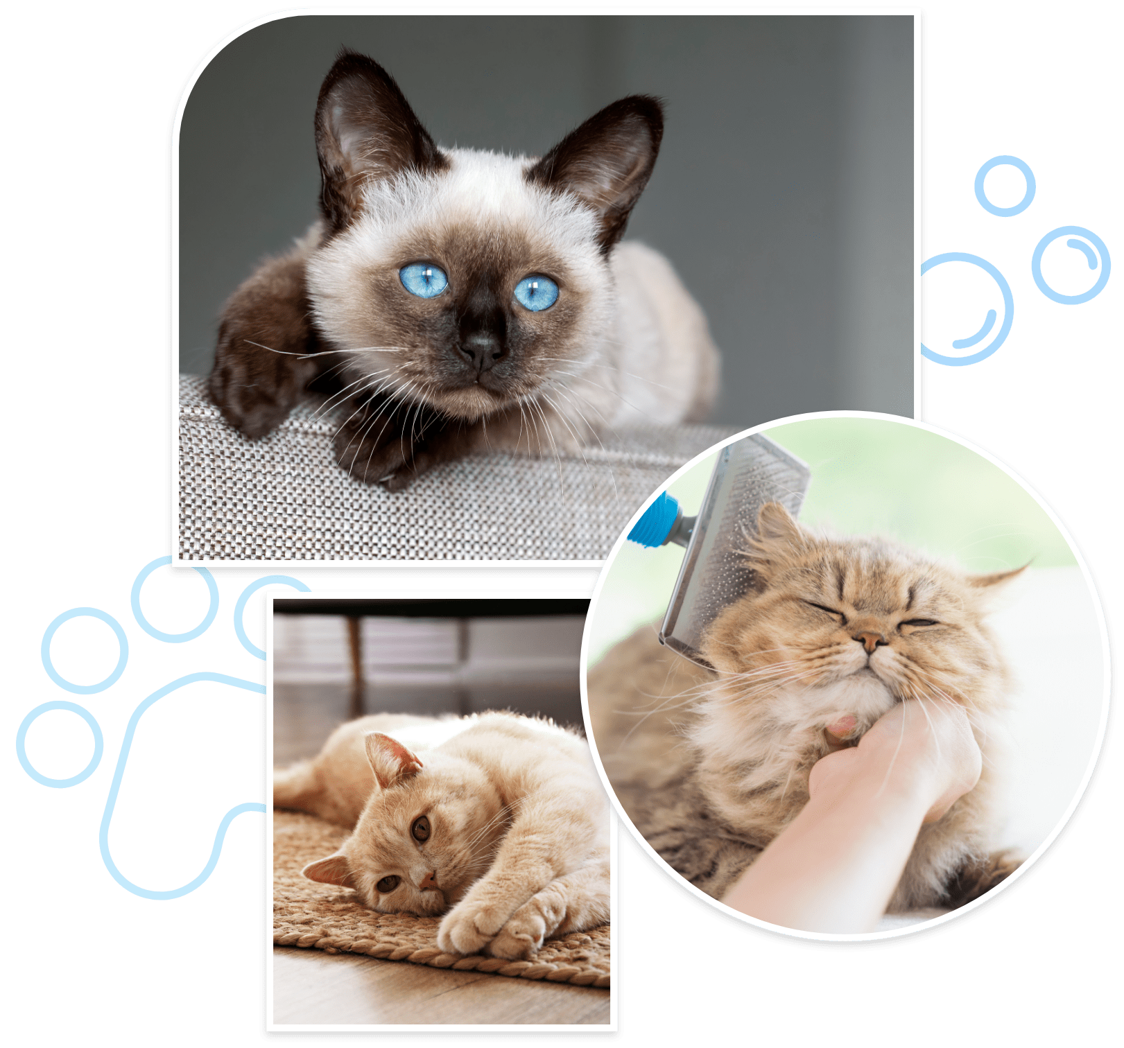 feline groomer Newport News