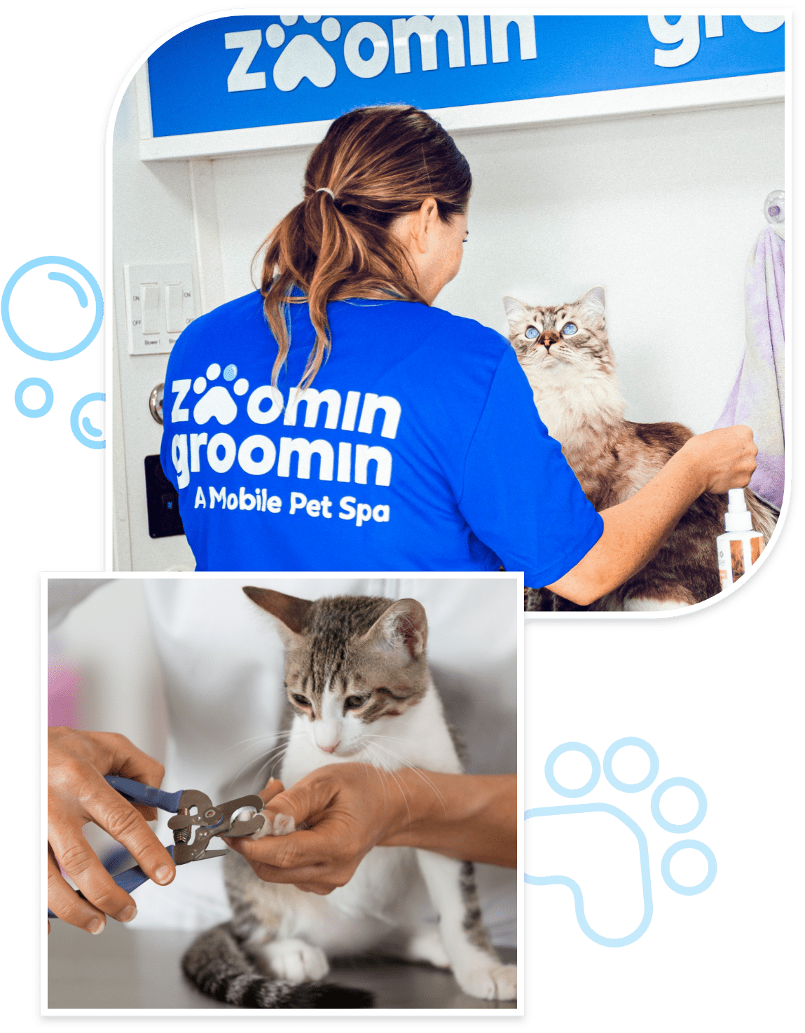 mobile feline groomer Newport News