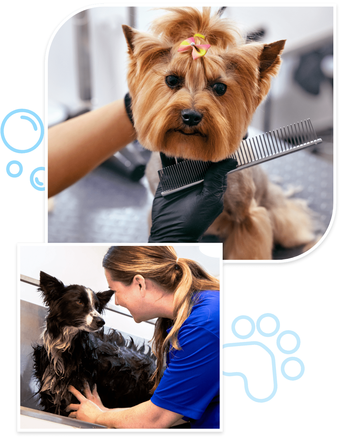 mobile canine groomer Newport News
