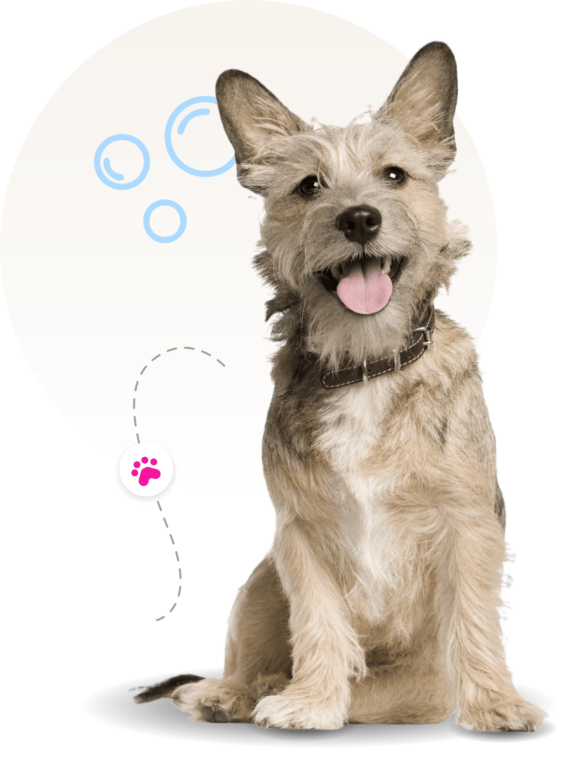 dog nail trimming nearby