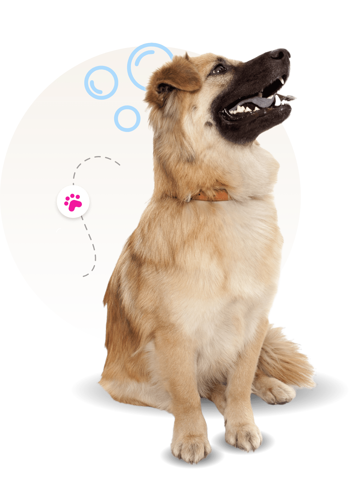 puppy groomer Newport News