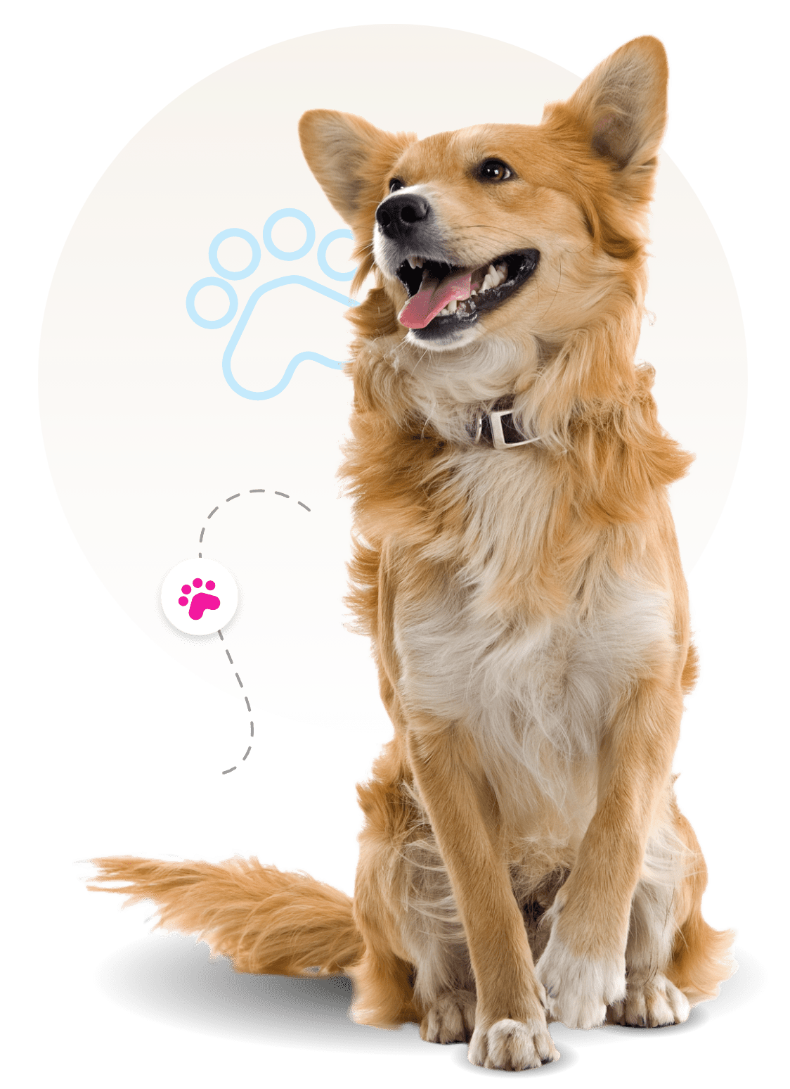 mobile pet salon near me