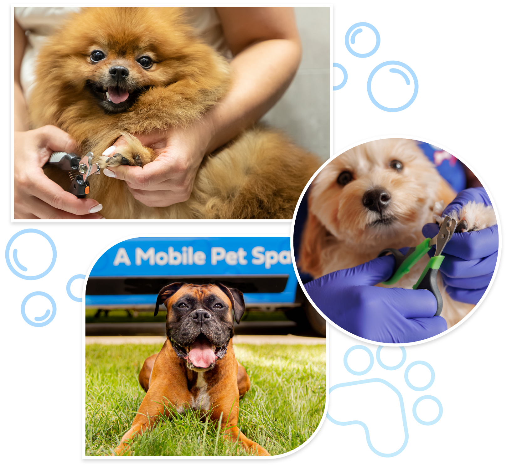 dog nail trimming near me